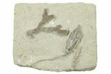 Fossil Crinoid (Parisocrinus) With Bryozoan - Indiana #263100-1
